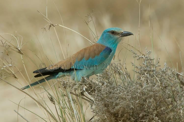European Roller Coracias garrulus on a bush