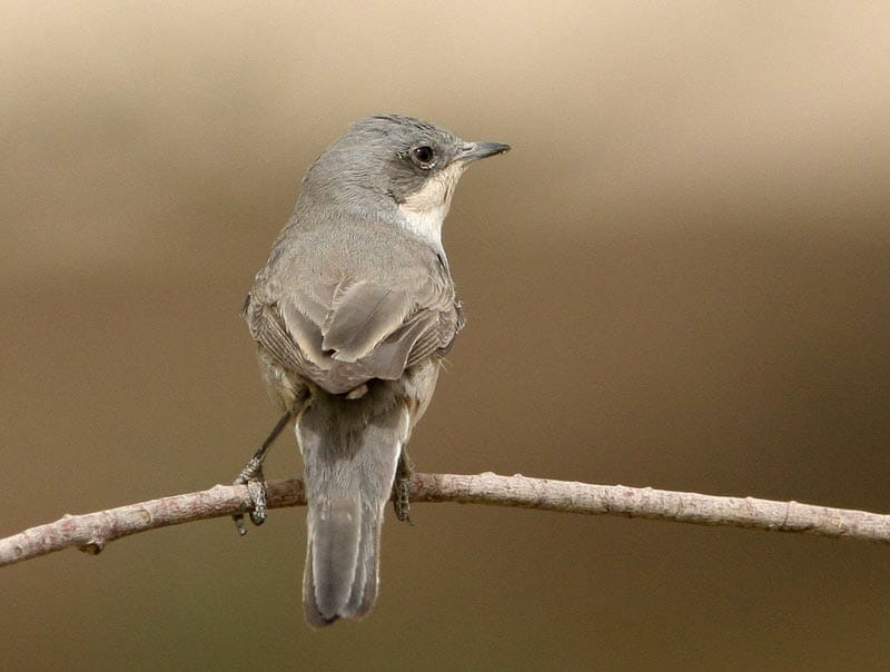 Hume’s Whitethroat Curruca althaea on a branch