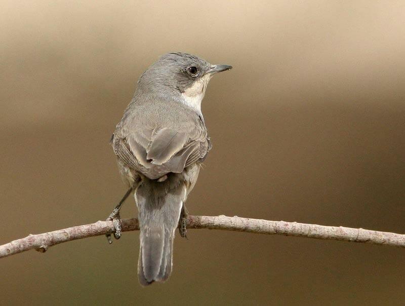 Hume’s Whitethroat Curruca althaea on a branch