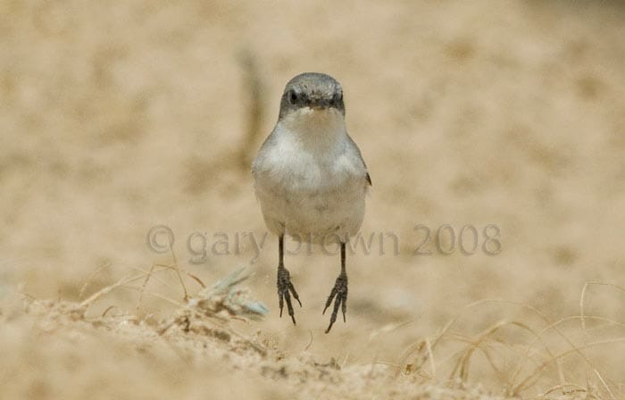 Lesser Whitethroat Curruca curruca jumping over ground