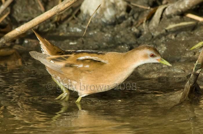 Little Crake Zapornia parva wading in water