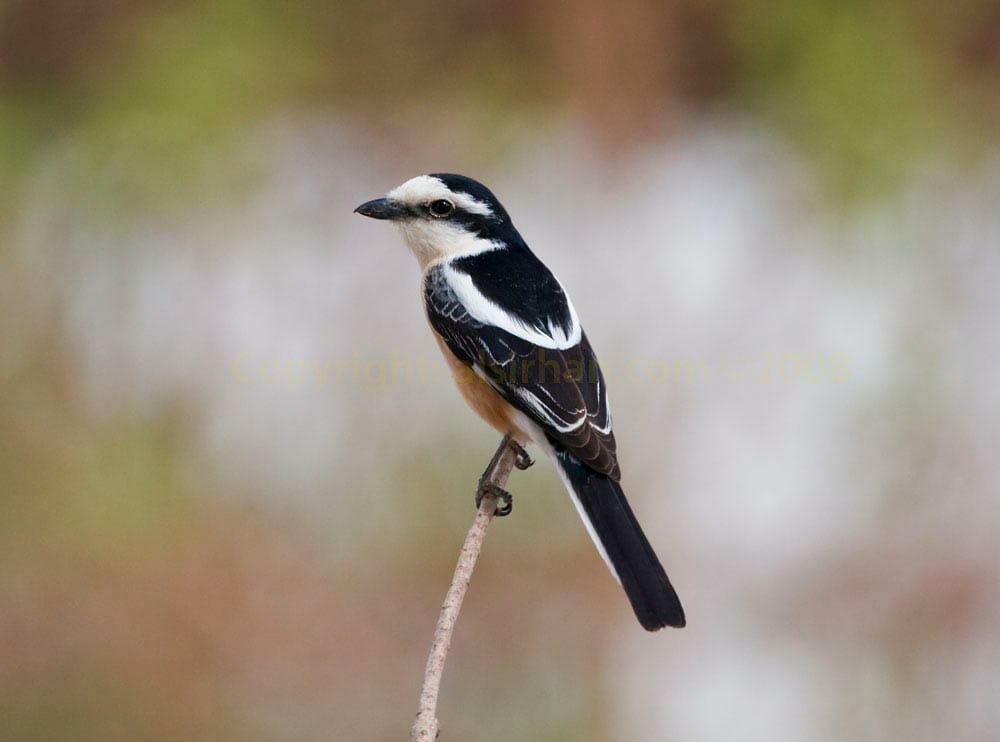 Masked Shrike Lanius nubicus on a branch