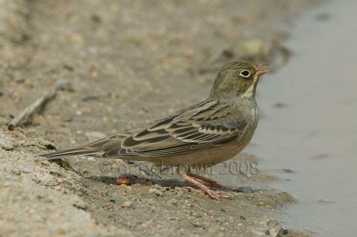 Ortolan Bunting Emberiza hortulana drinking water