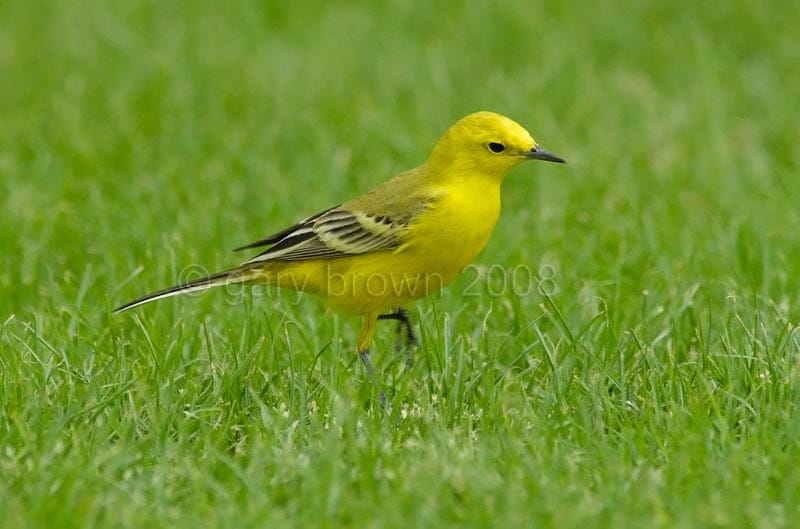 Yellow-headed Wagtail Motacilla (flava) lutea on greeny grass