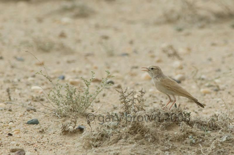 Arabian Lark Eremalauda eremodites on desert ground