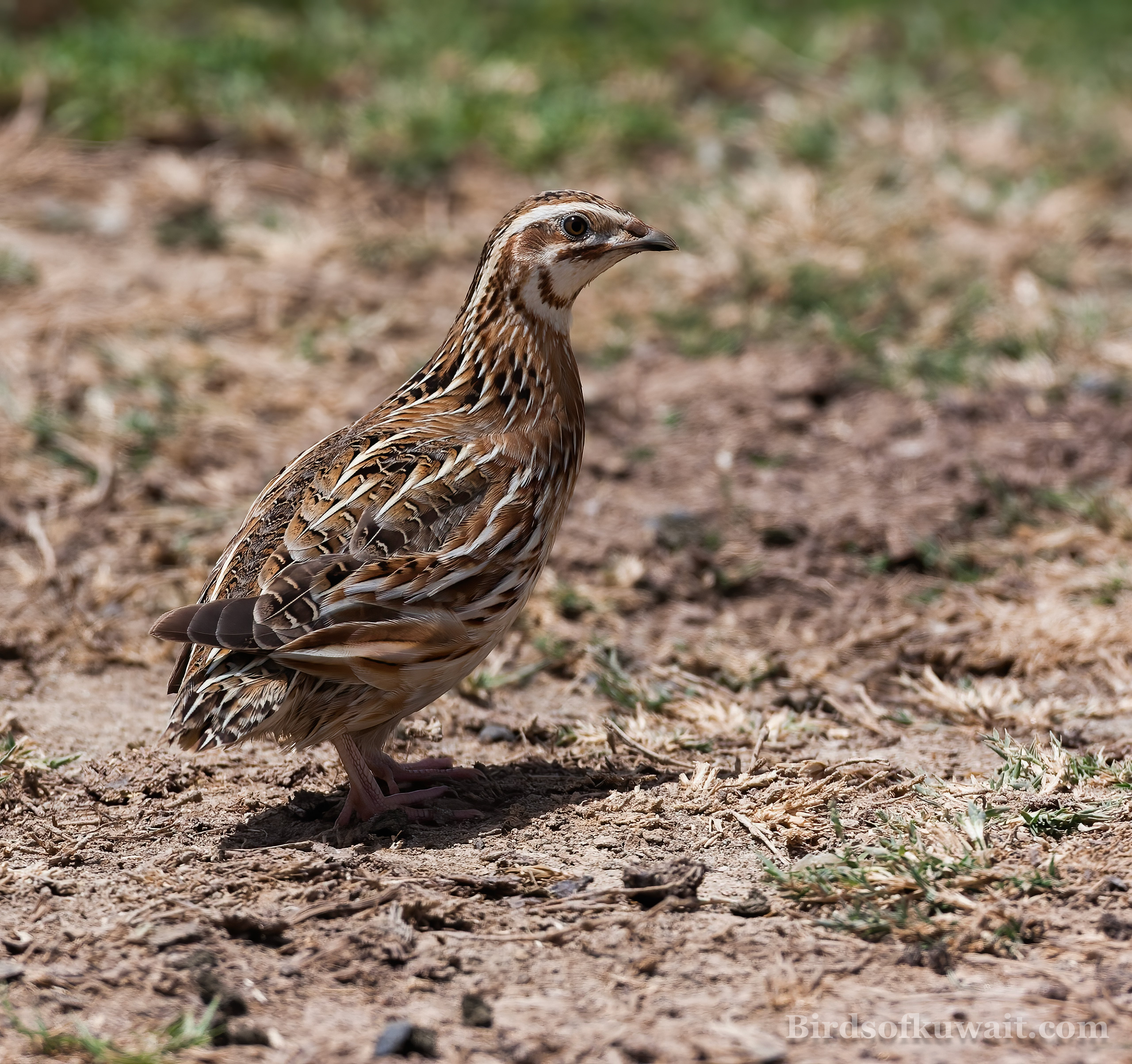 Common Quail Coturnix coturnix Common Quail Coturnix coturnix