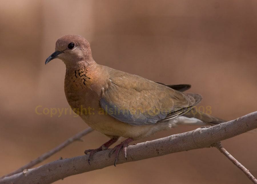 Laughing Dove perching on a branch