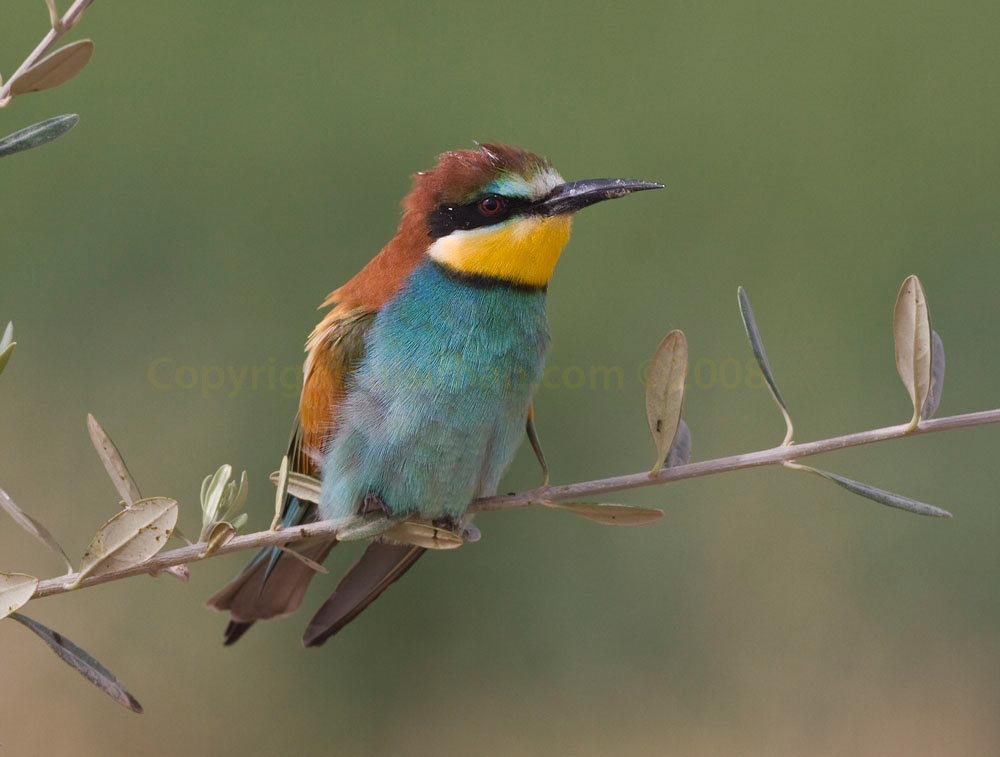 European Bee-eater perching on a branch