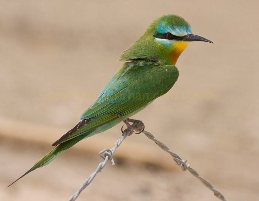 Blue-cheeked Bee-eater Merops persicus on barb wire