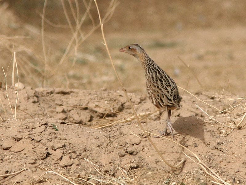 Corncrake Crex crex running on ground