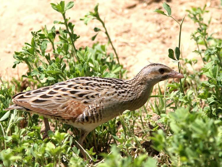 Corncrake Crex crex on ground