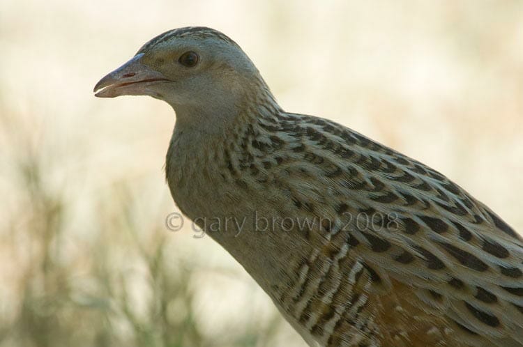 Corncrake Crex crex portrait
