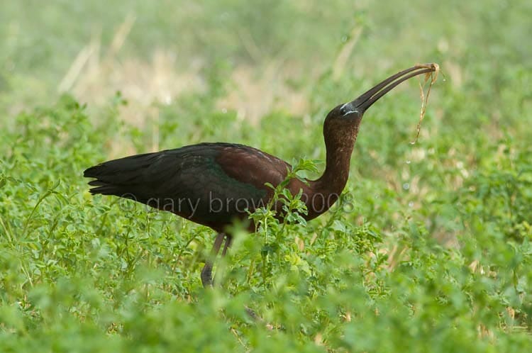 Glossy Ibis feeding on the ground