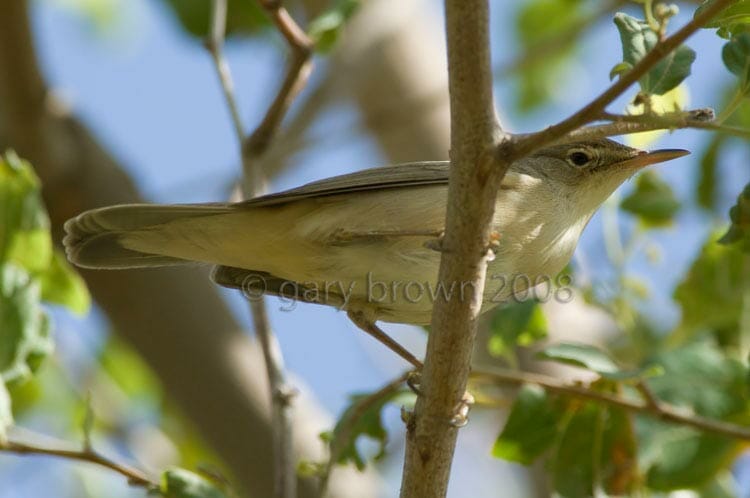 Marsh Warbler Acrocephalus palustris on a tree