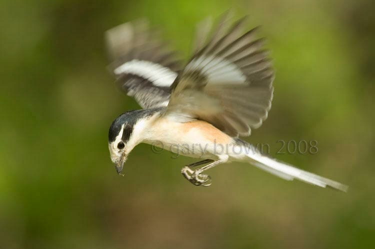 Masked Shrike Lanius nubicus hovering with green background