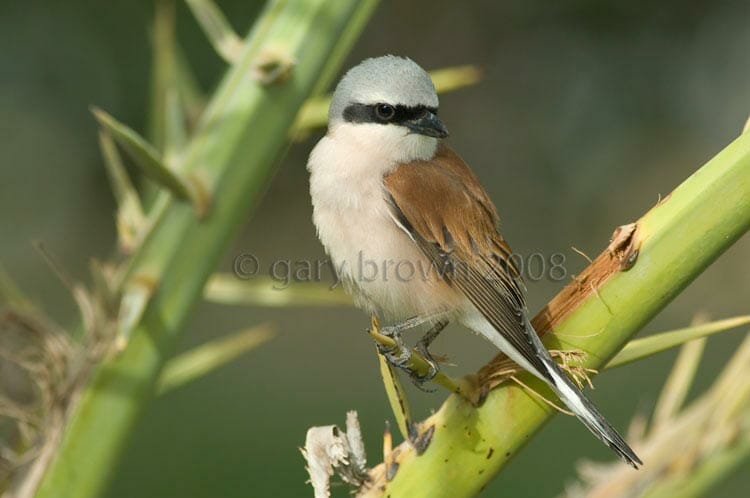 Red-backed Shrike Lanius collurio on palm tree