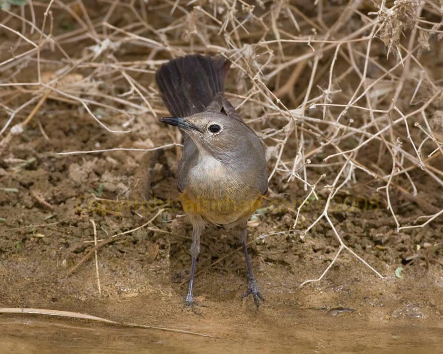 White-throated Robin Irania gutturalis