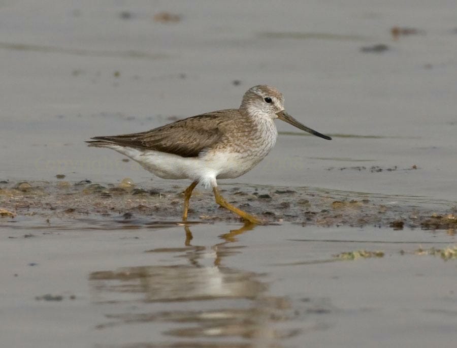 Terek Sandpiper running on sea mud