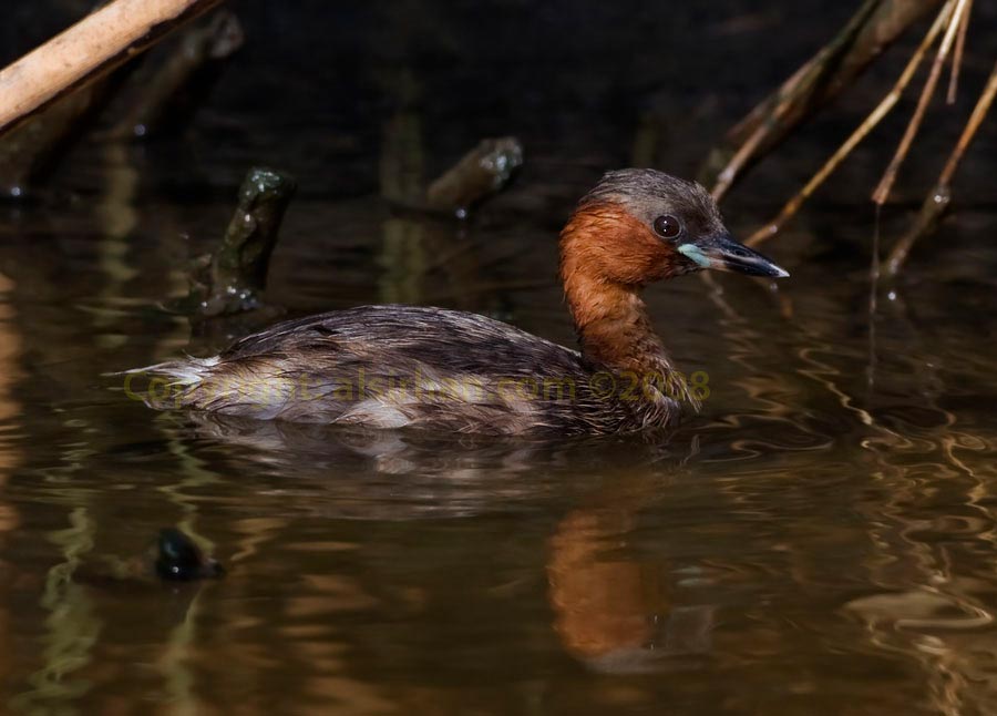 Little Grebe