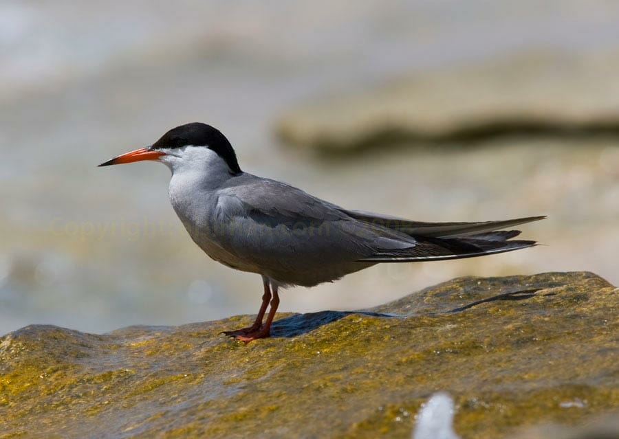 White-cheeked Tern Sterna repressa pn sea rock