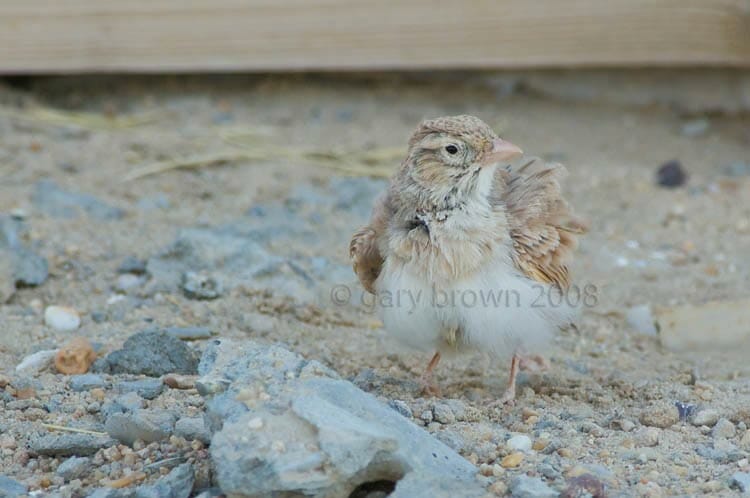Dunn’s Lark Eremalauda dunni