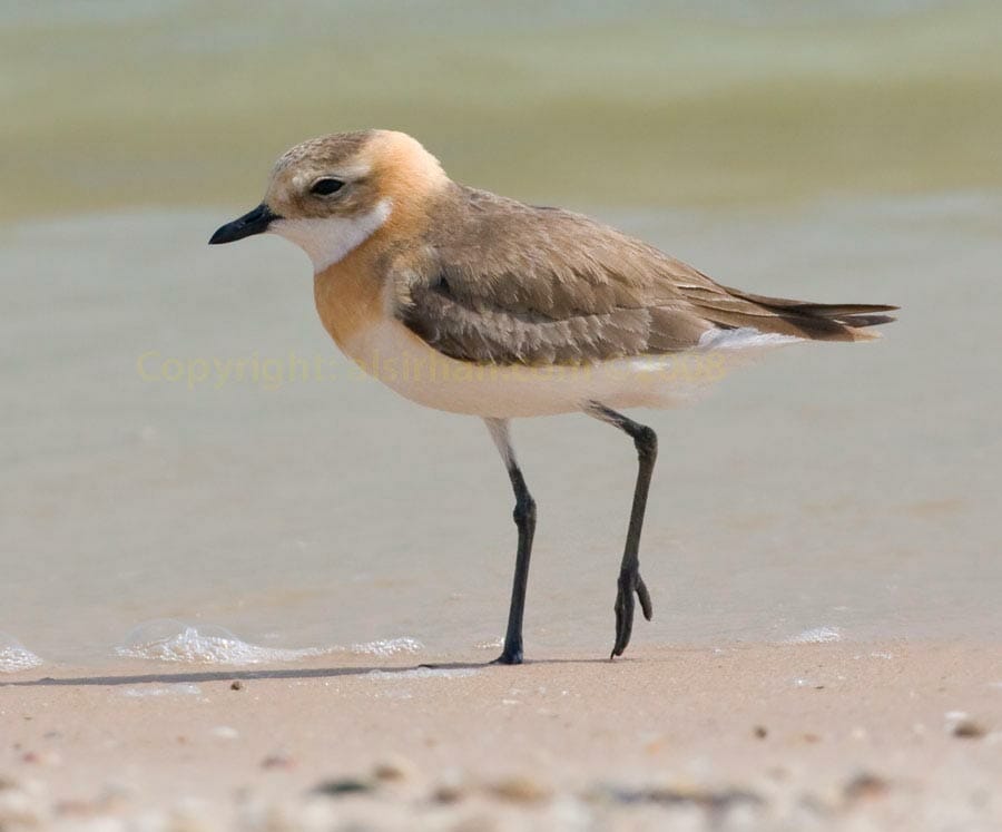 Lesser Sand Plover Anarhynchus atrifrons