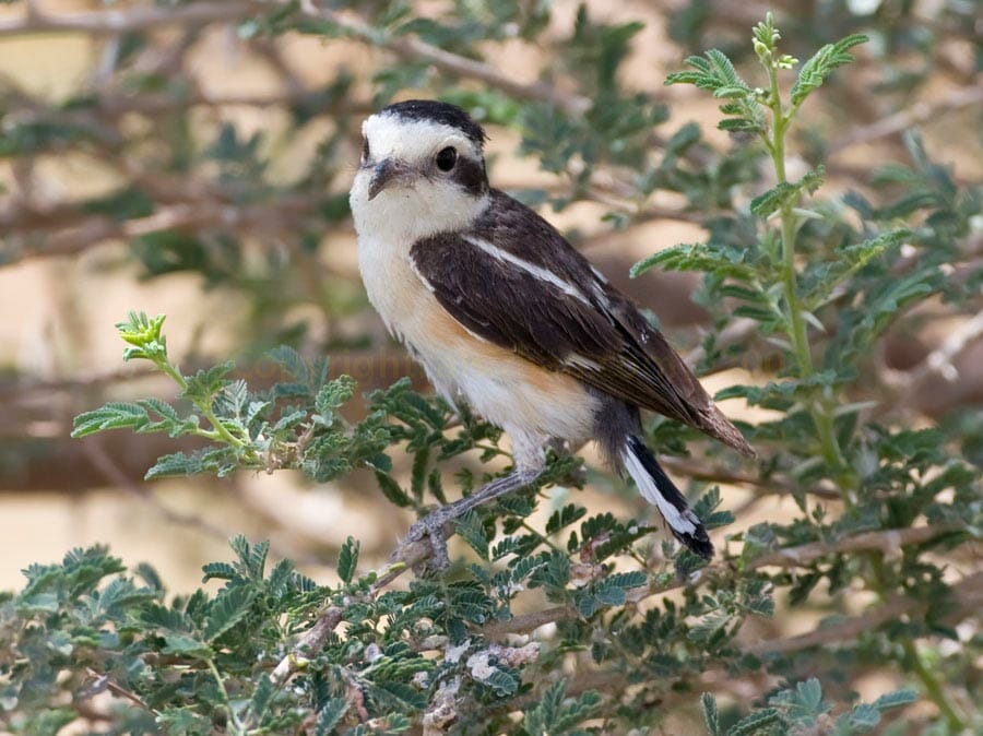 Masked Shrike Lanius nubicus
