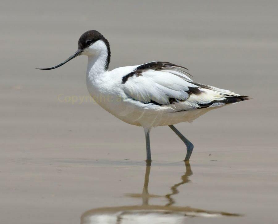 Pied Avocet Recurvirostra avosetta