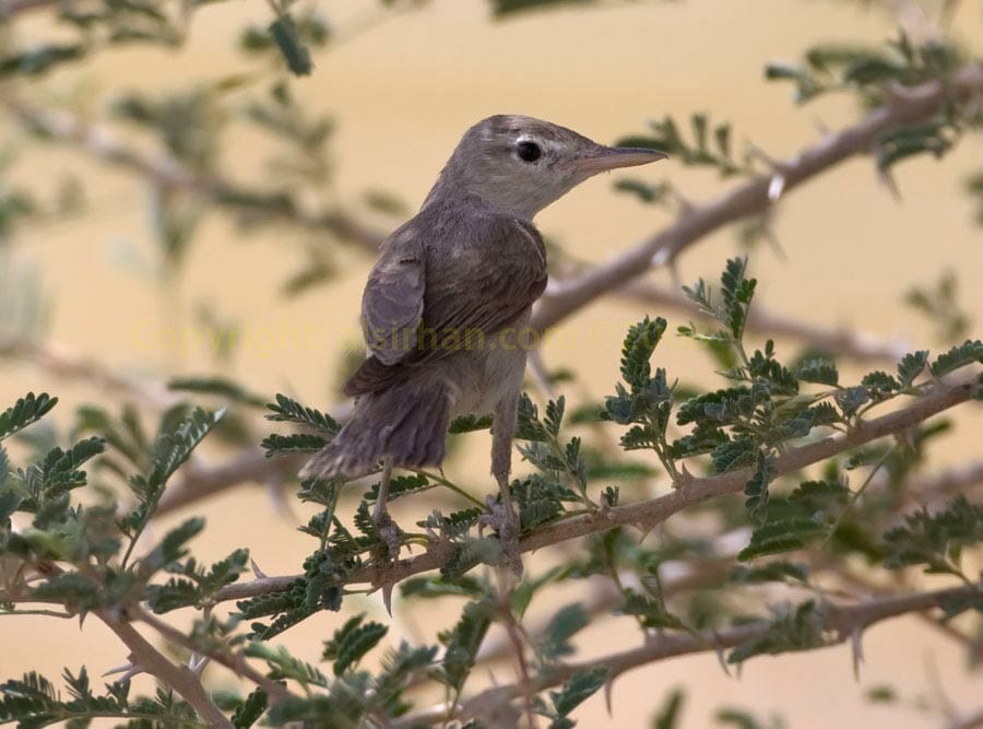 Upcher’s Warbler Hippolais languida