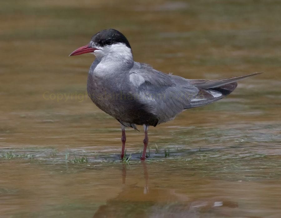 Whiskered Tern Whiskered Tern Chlidonias hybrida