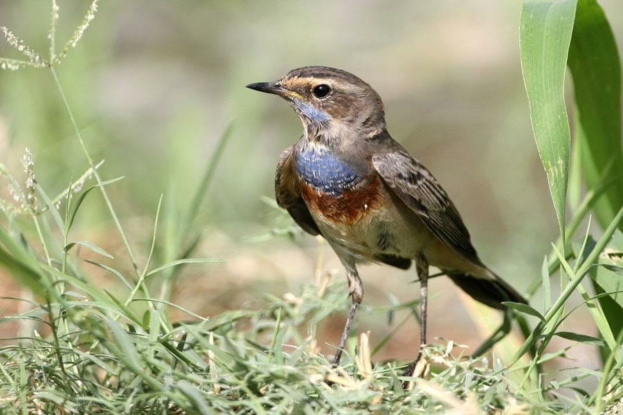 Bluethroat Luscinia svecica