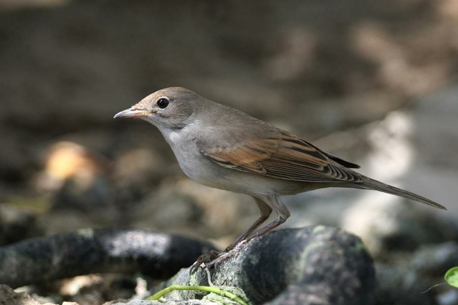 Common Whitethroat Sylvia communis