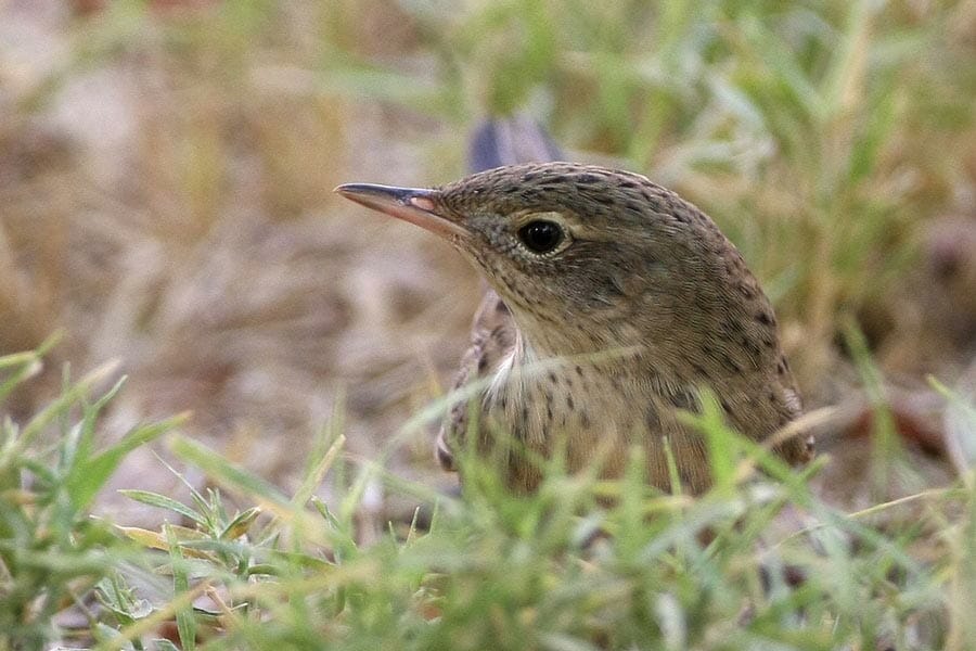 Eastern Grasshopper Warbler Locustella (naevia) straminea