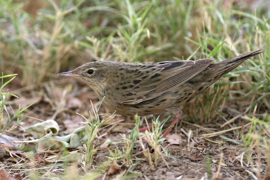 Eastern Grasshopper Warbler hoping on grass
