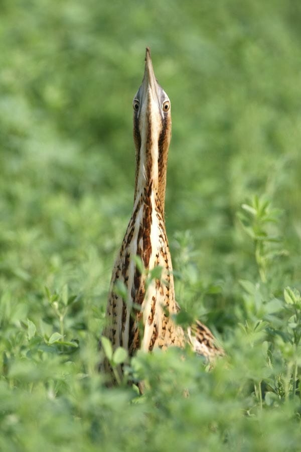 Eurasian Bittern looking up