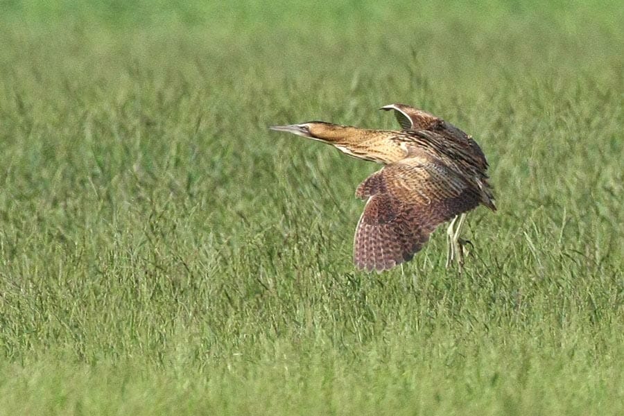 Eurasian Bittern Botaurus stellaris in flight