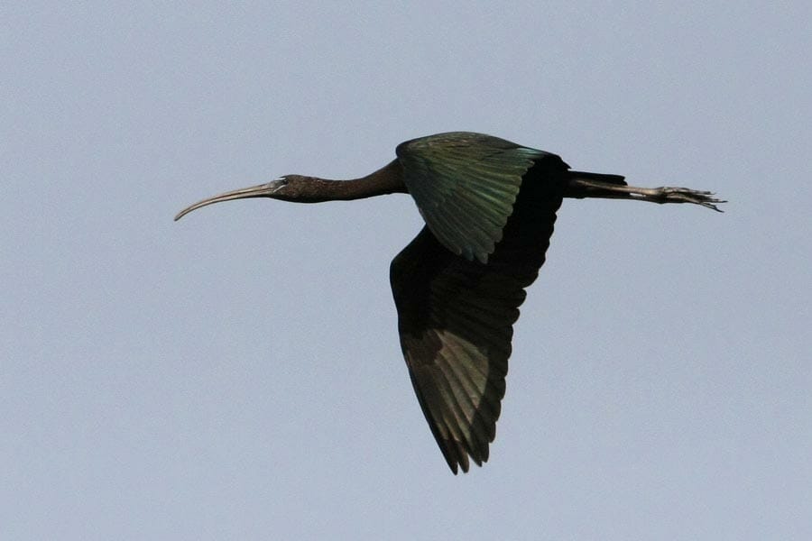 Glossy Ibis Plegadis falcinellus