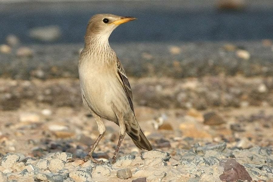 Rose-coloured Starling Pastor roseus