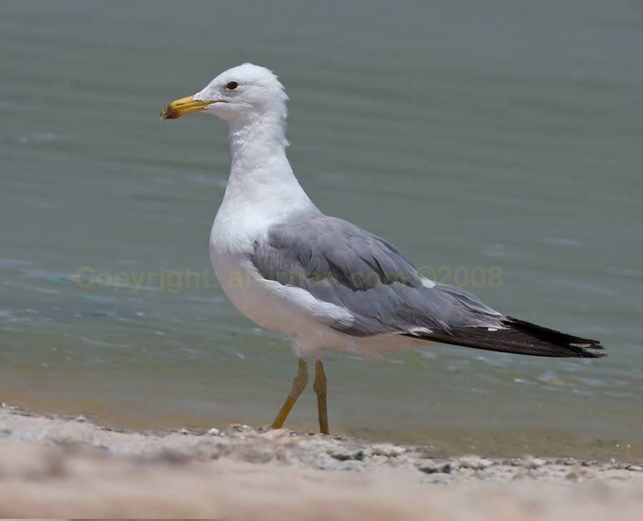 Armenian Gull Armenian Gull Larus armenicus
