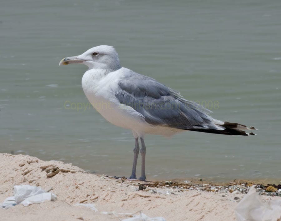 Caspian Gull standing at the edge of shoreline