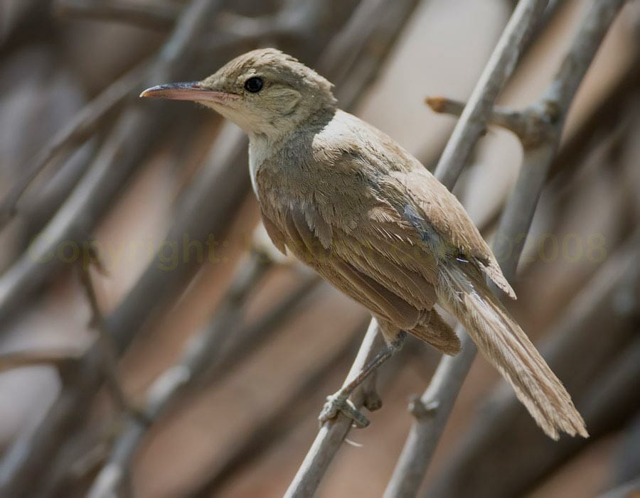 Indian Reed Warbler perching on reed stems