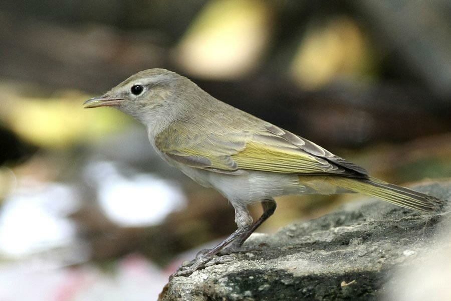 Eastern Bonelli’s Warbler Phylloscopus orientalis on a rock