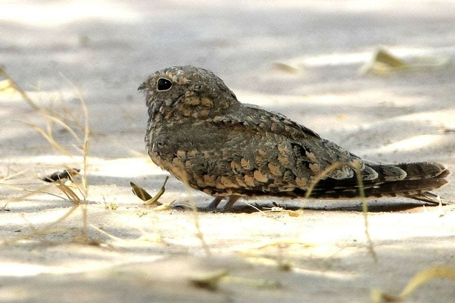 Egyptian Nightjar Caprimulgus aegyptius on ground