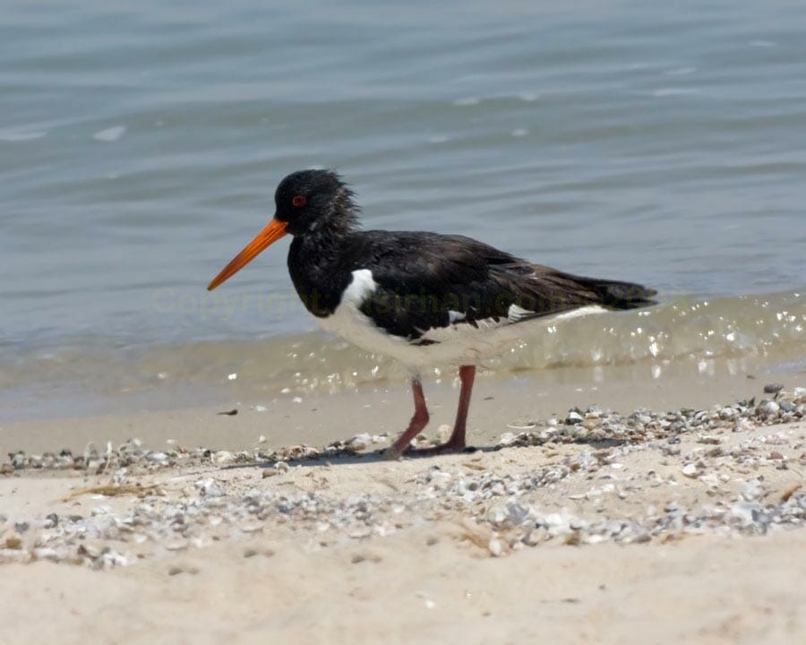 Eurasian Oystercatcher Haematopus ostralegus at edge of water