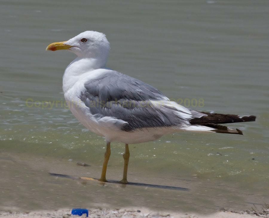 Steppe Gull Lesser Black-backed Gull Larus(fuscus/heuglini) barabensis at edge of water