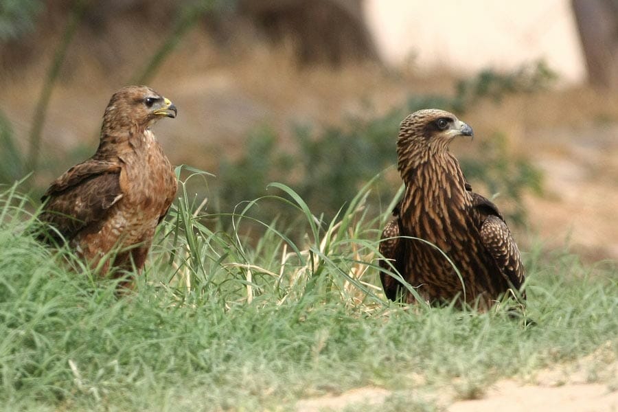 Steppe Buzzard Buteo buteo vulpinus and Black-eared Kite Milvus (migrans) lineatus