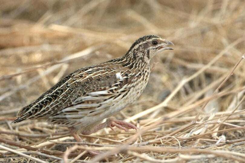 Common Quail running over dead stems