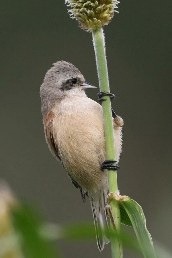 Eurasian Penduline Tit on a maize seeds