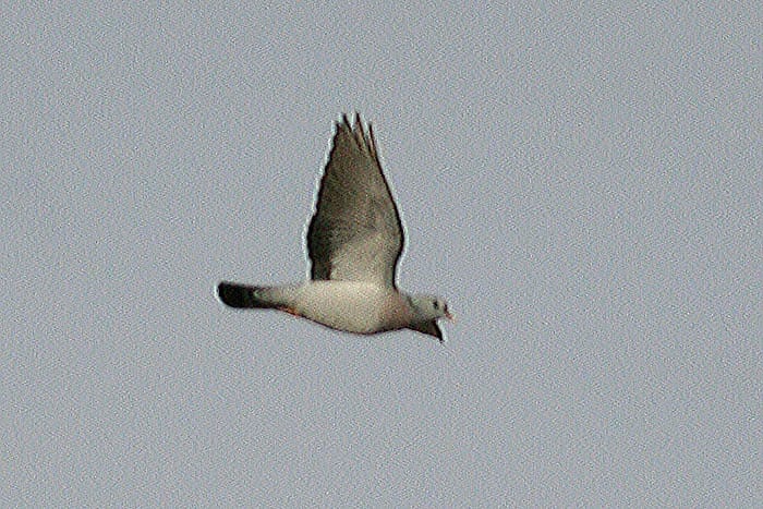 Stock Dove Columba oenas