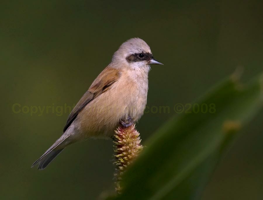 Eurasian Penduline Tit on a maize seeds